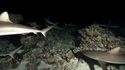 Grey reef sharks at night hunting on a coral reef in french polynesia Stock Footage