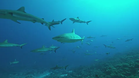 Grey Reef Sharks in slow motion Stock Footage 148339324