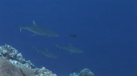 Grey Reefs Stock Footage 52821762