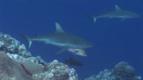Grey Reefs Sharks Stock Footage 52821432