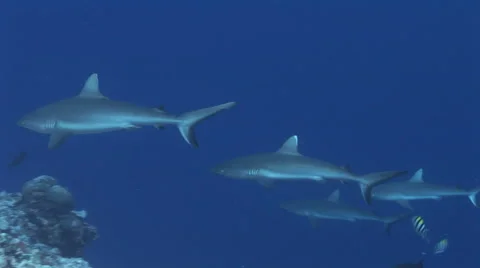 Grey Reefs Sharks Stock Footage 52821436