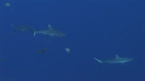Grey Reefs Sharks Stock Footage 52821465