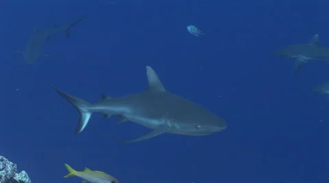 Grey Reefs Sharks Stock Footage 52821471