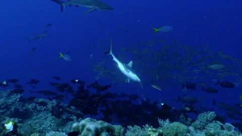 Grey Reefshark swims close to schooling fish, Palau, underwater clip 스톡 동영상 334130309