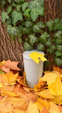 Grey reusable thermo mug standing on golden autumn leaves in the forest. Stock Photos