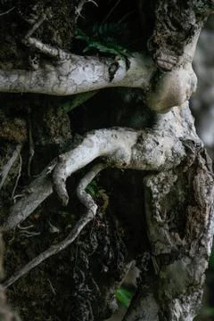 Grey roots on a stone Stock Photos