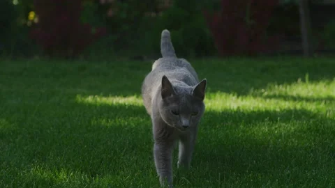 Grey russian blue cat walking at camera in slow motion on a green grass lawn on Stock Footage 194528046