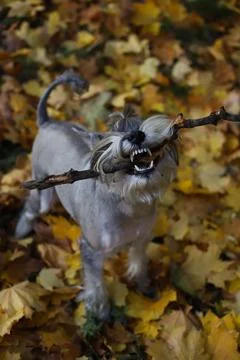 Grey schnauzer Stock Photos
