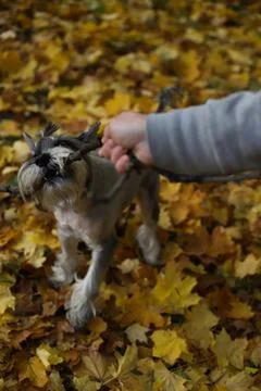 Grey schnauzer Stock Photos