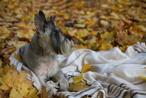 Grey schnauzer Stock Photos