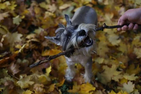 Grey schnauzer Stock Photos
