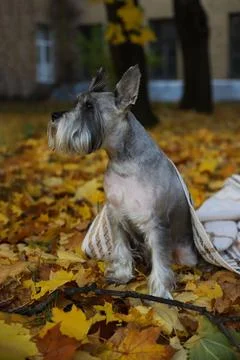 Grey schnauzer Stock Photos