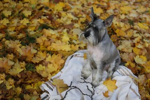 Grey schnauzer Stock Photos