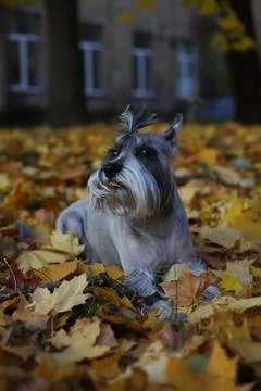 Grey schnauzer Stock Photos
