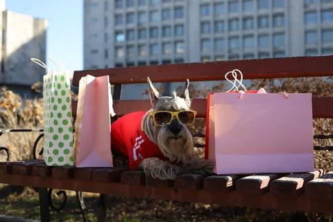 Grey schnauzer Stock Photos