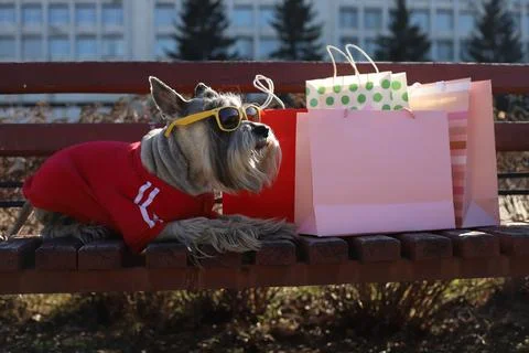 Grey schnauzer Stock Photos