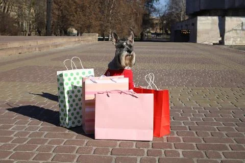 Grey schnauzer Stock Photos