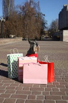 Grey schnauzer Stock Photos