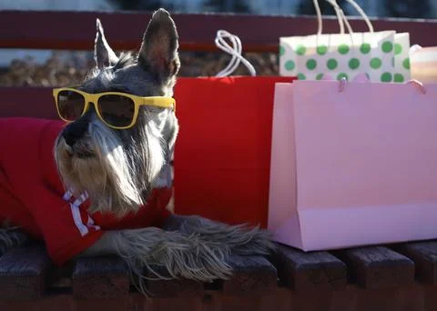 Grey schnauzer Stock Photos