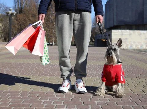 Grey schnauzer Stock Photos