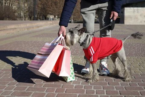 Grey schnauzer Stock Photos