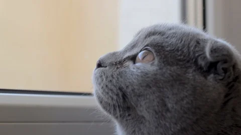 Grey Scottish cat twists looking someware footage Stock Footage 91826611