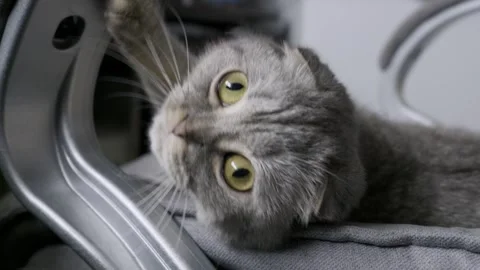 Grey Scottish Fold Cat With Big Eyes Resting on Office Chair Stock Footage 324990806