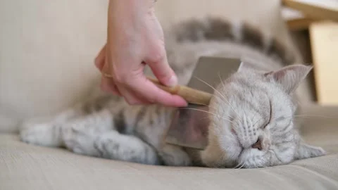 Grey Scottish fold cat on the couch resting, woman hand is combing, brushing her Stock Footage 273293409