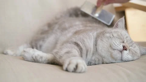 Grey Scottish fold cat on the couch resting, woman hand is combing, brushing her Stock Footage 273454238