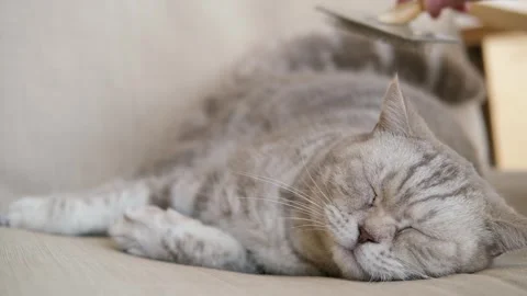 Grey Scottish fold cat on the couch resting, woman hand is combing, brushing her Stock Footage 273653279