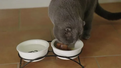 Grey Scottish Fold Cat Eating Wet Food from Bowl Stock Footage 345099574