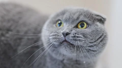 Grey Scottish Fold cat hisses aggressively, showing surprise and emotions with Stock Footage 310017472