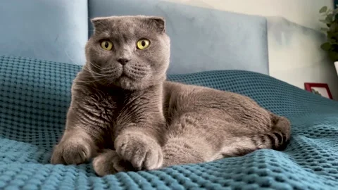 A grey Scottish Fold cat is lying on a bed with a blue bedspread Stock Footage 162847599