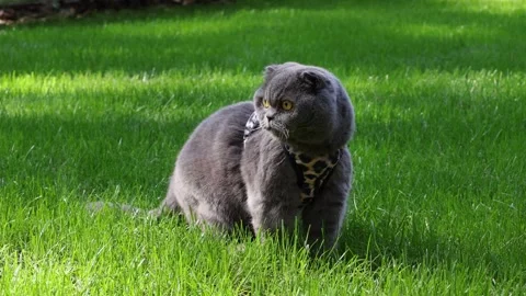 Grey Scottish Fold Cat Pausing During Outdoor Leash Walk Stock Footage 346249819