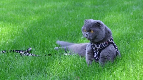 Grey Scottish Fold Cat Resting During Outdoor Leash Walk Stock Footage 346249748