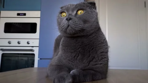 A grey Scottish fold cat sits on a wooden table in a blue modern kitchen Stock Footage 143626943