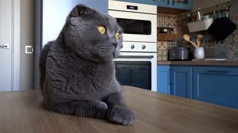 A grey Scottish fold cat sits on a wooden table in a blue modern kitchen Stock Footage 143627029