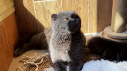 Grey Scottish Fold Cat Sitting Indoors Stock Footage 341716761