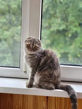 Grey Scottish Fold cat sitting on wooden windowsill near window Stock Photos