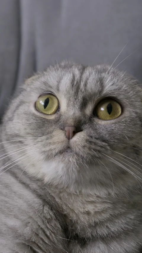 Grey Scottish Fold Cat Staring with Wide Surprised Eyes Stock Footage 330268316