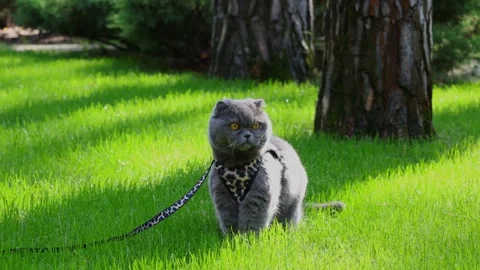 Grey Scottish Fold Cat Walking on Leash on Grass Stock Footage 346249665