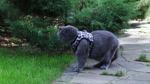Grey Scottish Fold Cat Walking on Garden Path Stock Footage 346249927