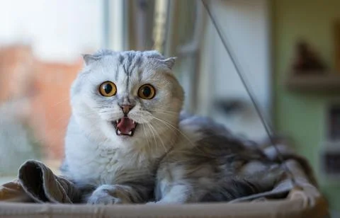 A grey Scottish fold-eared kitty in a home interior lies on a litter Foto stock