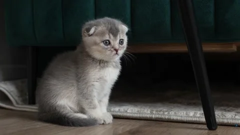 Grey scottish fold kitten having rest near a sofa in a living room. Stock Footage 271076158