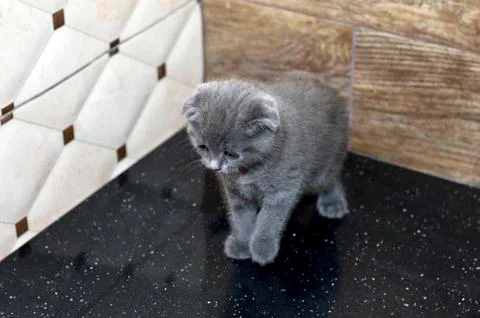 Grey Scottish fold kitten on the table top Stock Photos