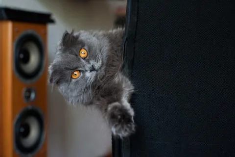 A grey Scottish fold Stock Photos