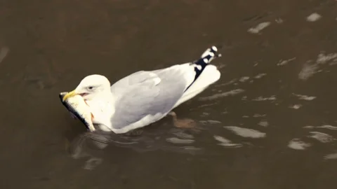 A Grey Seagull catching fish with his beak inside the water, Hamburg, Germany 20 Stock Footage 102279532