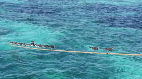 Grey seagull swing on crossbar in Red Sea Stock Footage