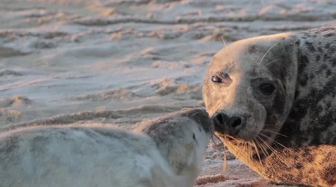 Grey Seal and her pup (2/2) Stock Footage