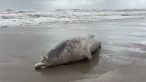 Grey seal on beach closeup 動画素材 139519373